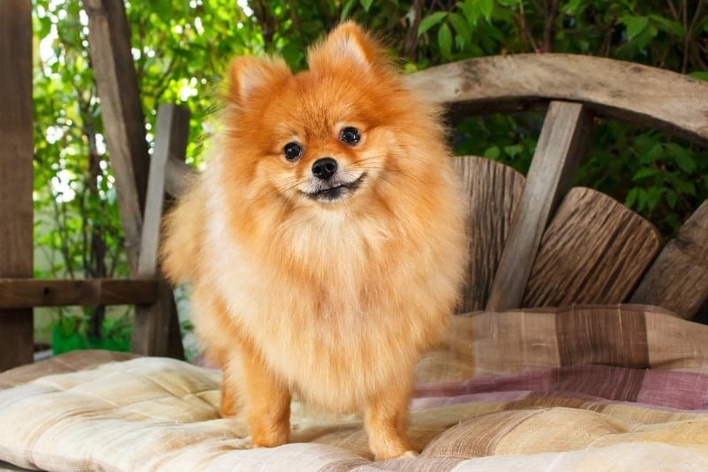 15 Dog Breeds That Resemble Rats – Illustrated Guide