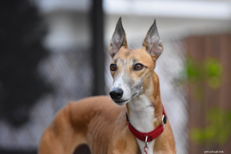 15 Dog Breeds That Resemble Rats – Illustrated Guide
