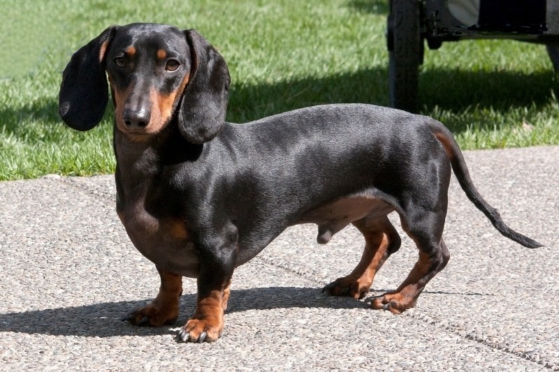 15 Dog Breeds That Resemble Rats – Illustrated Guide