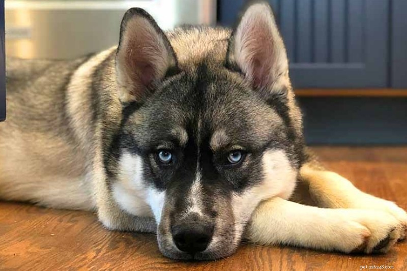 Discover Every Siberian Husky Color & Pattern — Stunning Photos Inside