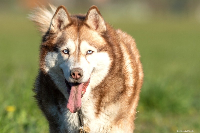 Discover Every Siberian Husky Color & Pattern — Stunning Photos Inside