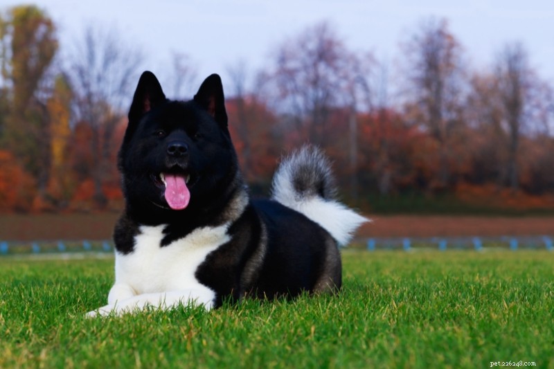 25 Iconic Black & White Dog Breeds – Full Guide & Photos
