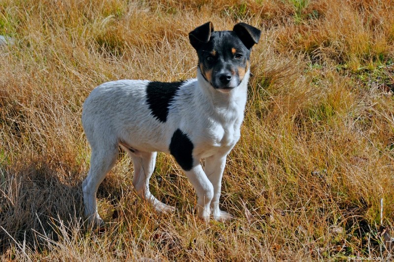 25 Iconic Black & White Dog Breeds – Full Guide & Photos