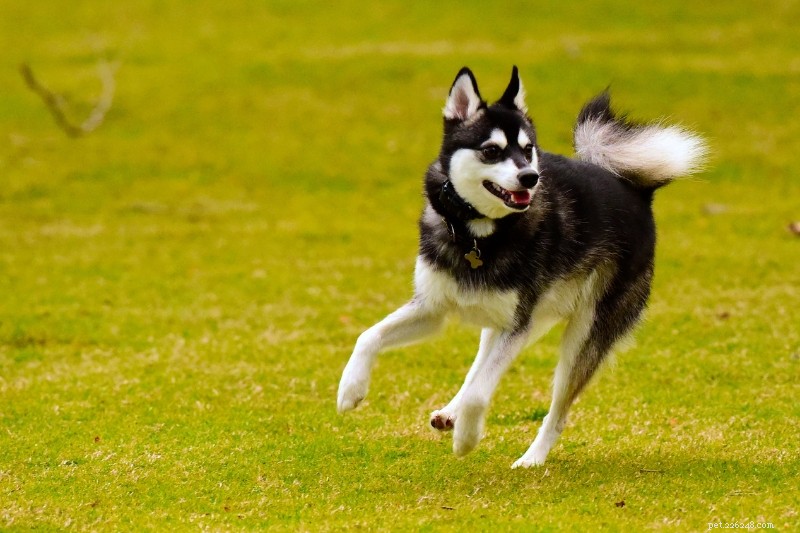 25 Iconic Black & White Dog Breeds – Full Guide & Photos