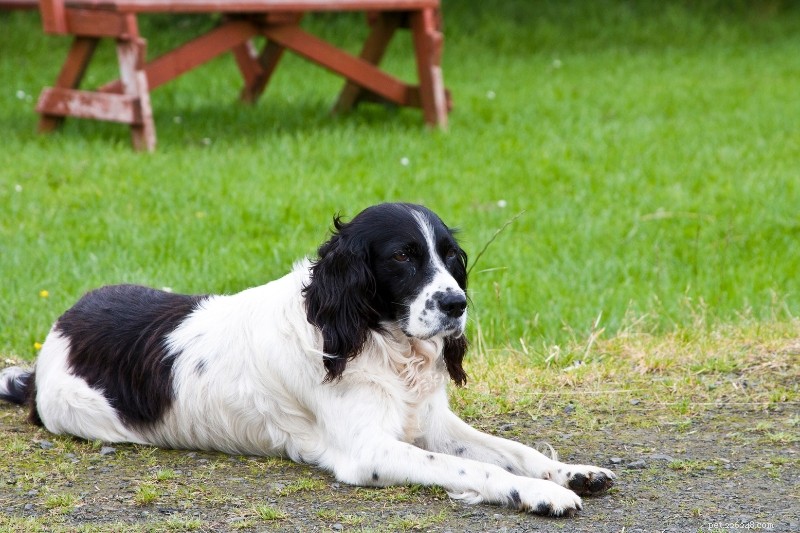 25 Iconic Black & White Dog Breeds – Full Guide & Photos