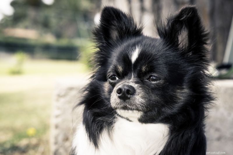 25 Iconic Black & White Dog Breeds – Full Guide & Photos