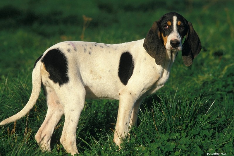 25 Iconic Black & White Dog Breeds – Full Guide & Photos