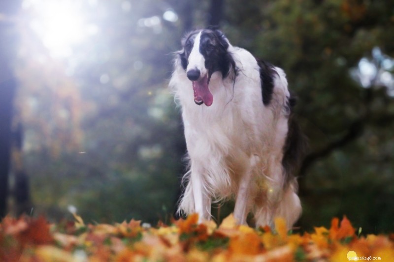 25 Iconic Black & White Dog Breeds – Full Guide & Photos