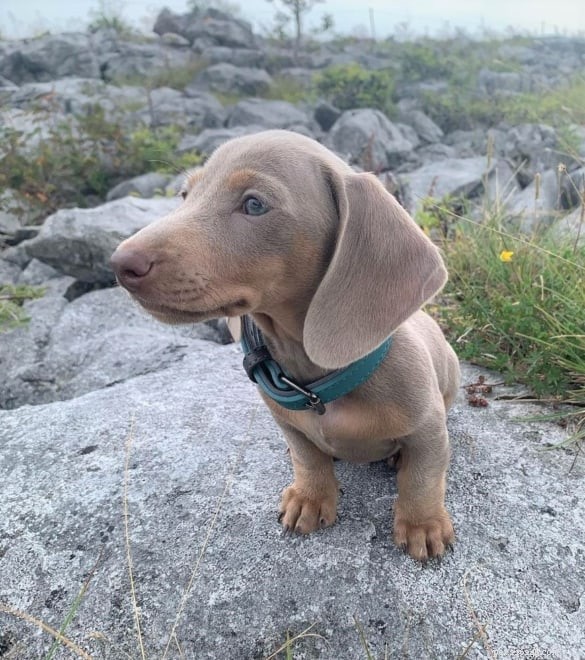 5 Stunning Brown‑Coated Dogs with Brilliant Blue Eyes – Photos & Facts