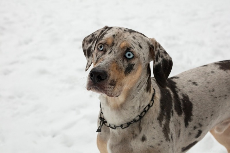 5 Stunning Brown‑Coated Dogs with Brilliant Blue Eyes – Photos & Facts