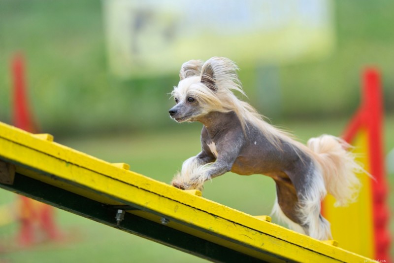 17 Unusual Dog Breeds That Defy the Classic Look