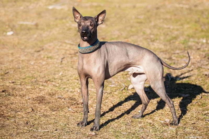 17 Unusual Dog Breeds That Defy the Classic Look