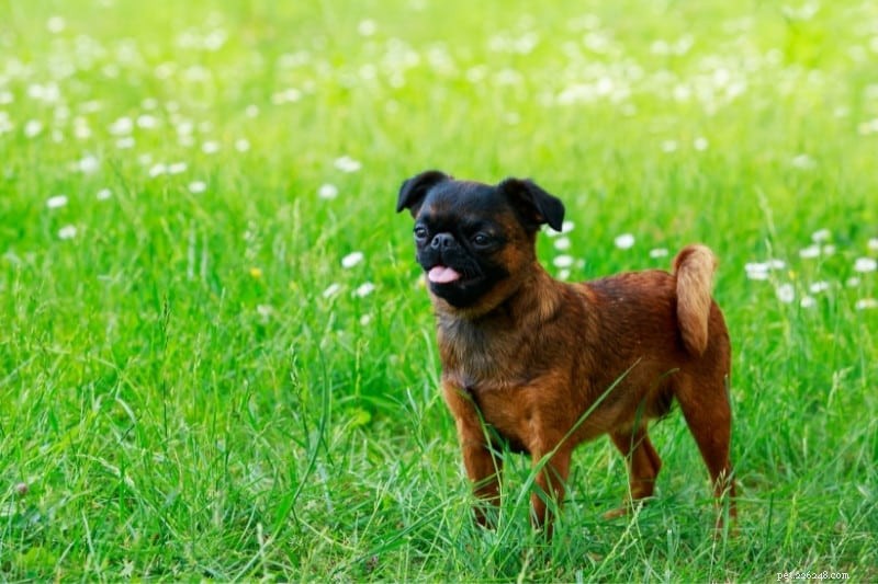 17 Unusual Dog Breeds That Defy the Classic Look