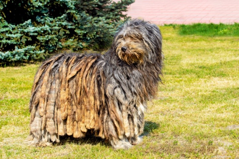 17 Unusual Dog Breeds That Defy the Classic Look