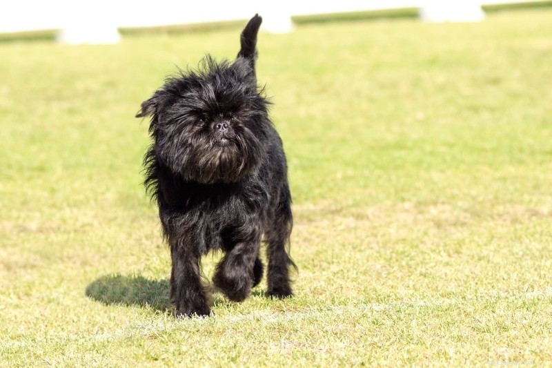 17 Unusual Dog Breeds That Defy the Classic Look