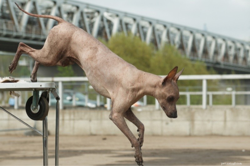 17 Unusual Dog Breeds That Defy the Classic Look