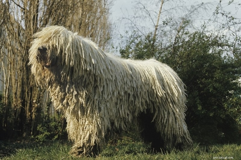 17 Unusual Dog Breeds That Defy the Classic Look