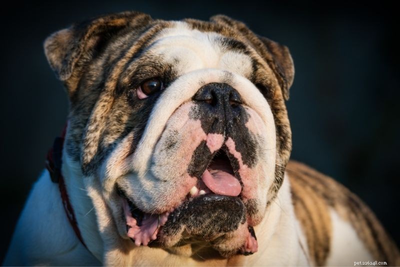 17 Unusual Dog Breeds That Defy the Classic Look