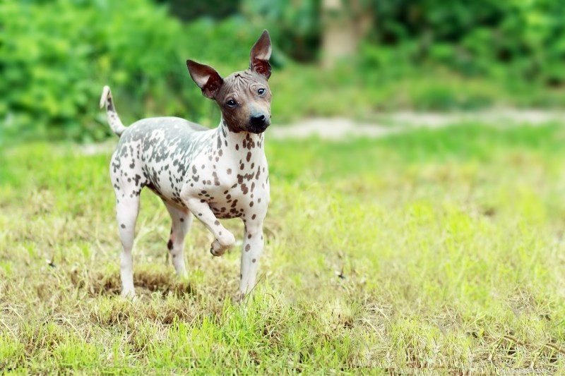 17 Unusual Dog Breeds That Defy the Classic Look