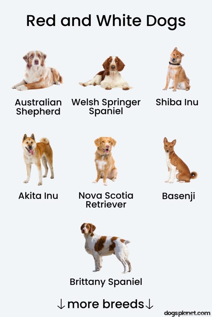 15 Stunning Red & White Dog Breeds – Photos & Facts