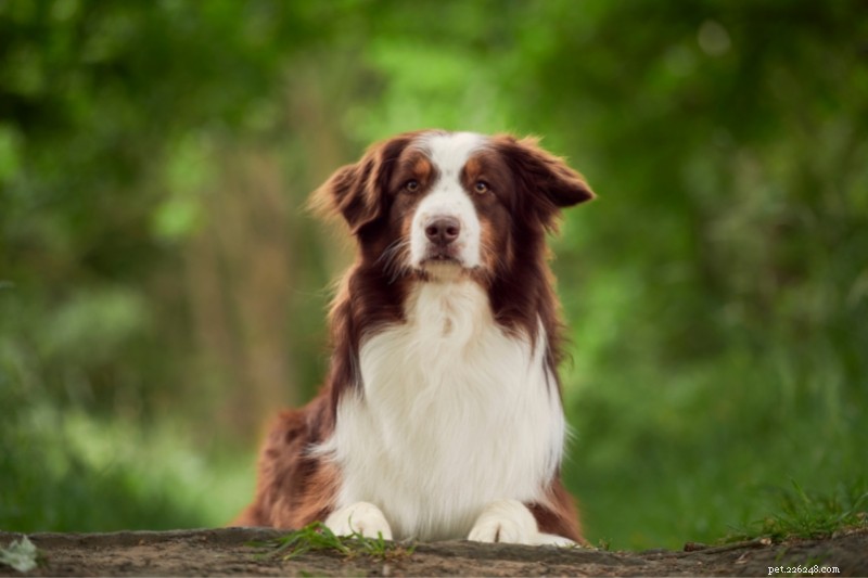 15 Stunning Red & White Dog Breeds – Photos & Facts