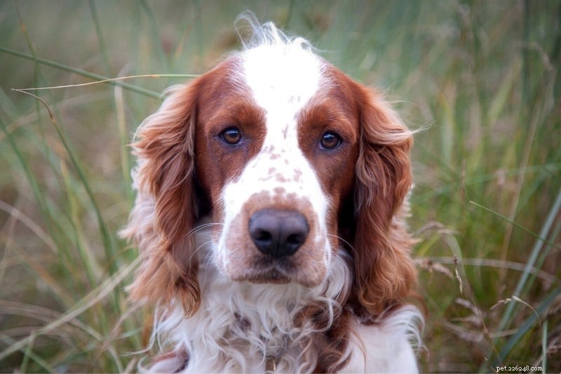 15 Stunning Red & White Dog Breeds – Photos & Facts