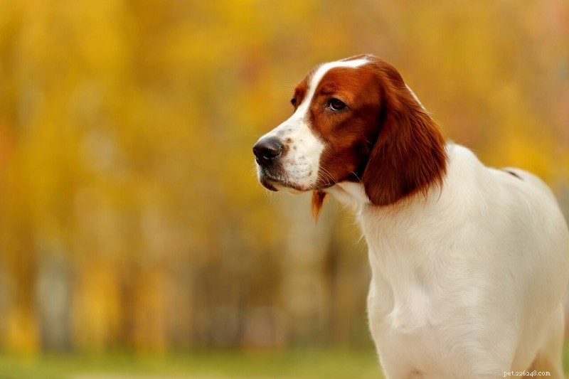 15 Stunning Red & White Dog Breeds – Photos & Facts
