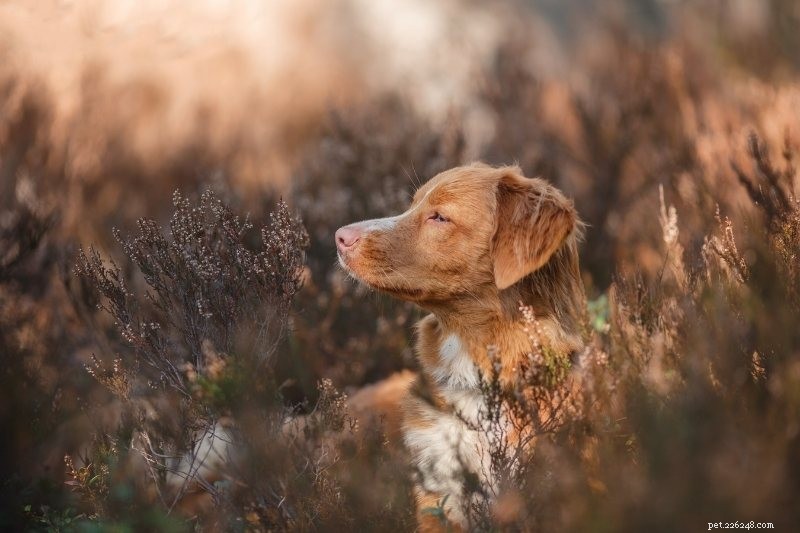 15 Stunning Red & White Dog Breeds – Photos & Facts