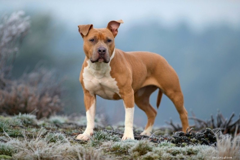 15 Stunning Red & White Dog Breeds – Photos & Facts