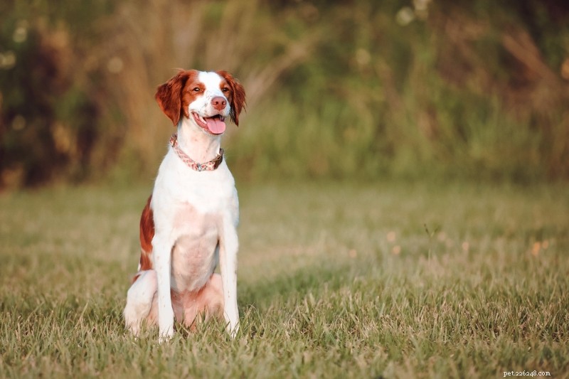 15 Stunning Red & White Dog Breeds – Photos & Facts
