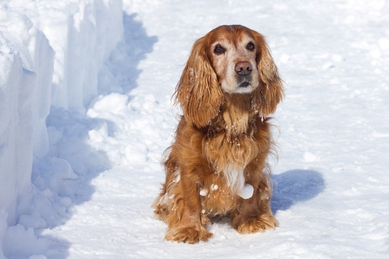 15 Stunning Red & White Dog Breeds – Photos & Facts