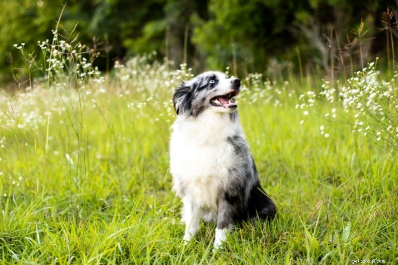 Top 10 Gray and White Dog Breeds – Stunning Looks & Family Favorites