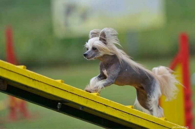 Top 10 Gray and White Dog Breeds – Stunning Looks & Family Favorites