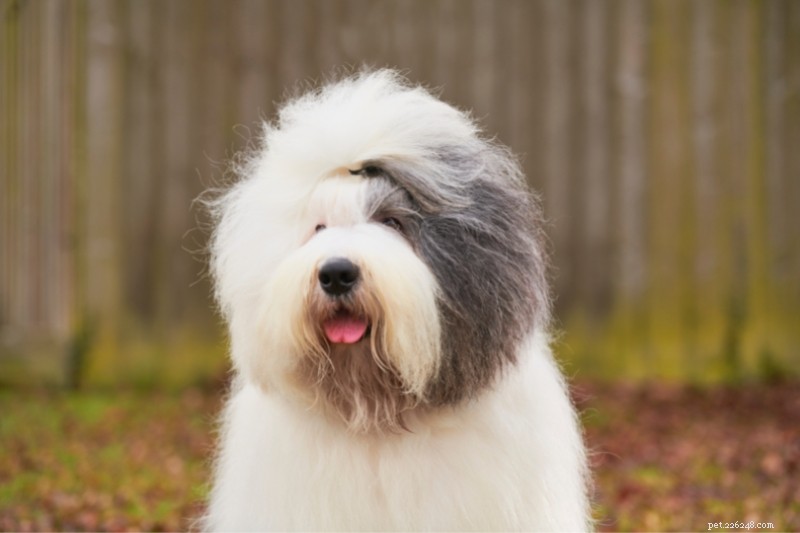 Top 10 Gray and White Dog Breeds – Stunning Looks & Family Favorites