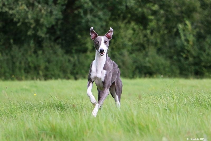 Top 10 Gray and White Dog Breeds – Stunning Looks & Family Favorites