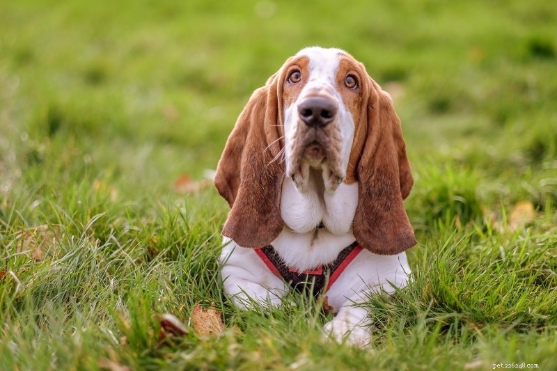 20 Stunning Dog Coat Colors & Patterns – Illustrated Guide