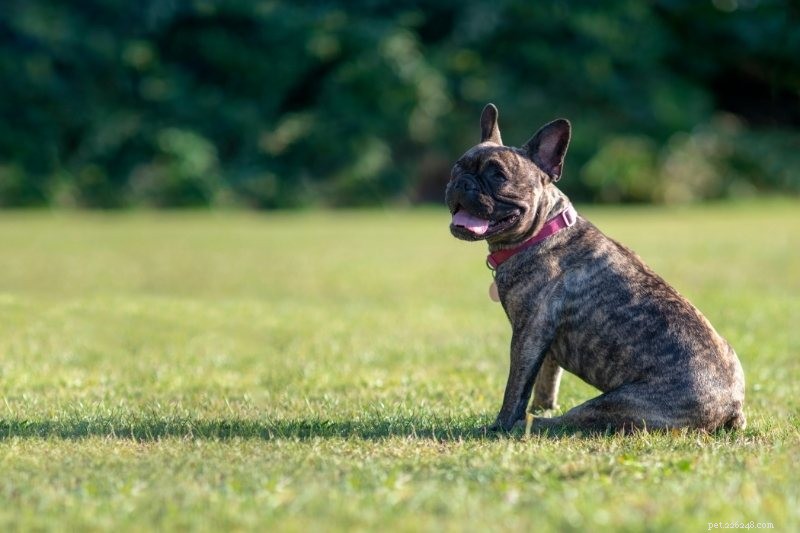 20 Stunning Dog Coat Colors & Patterns – Illustrated Guide
