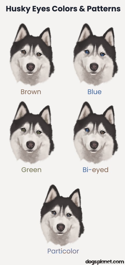 Siberian Husky Eye Colors: Complete Guide with Images