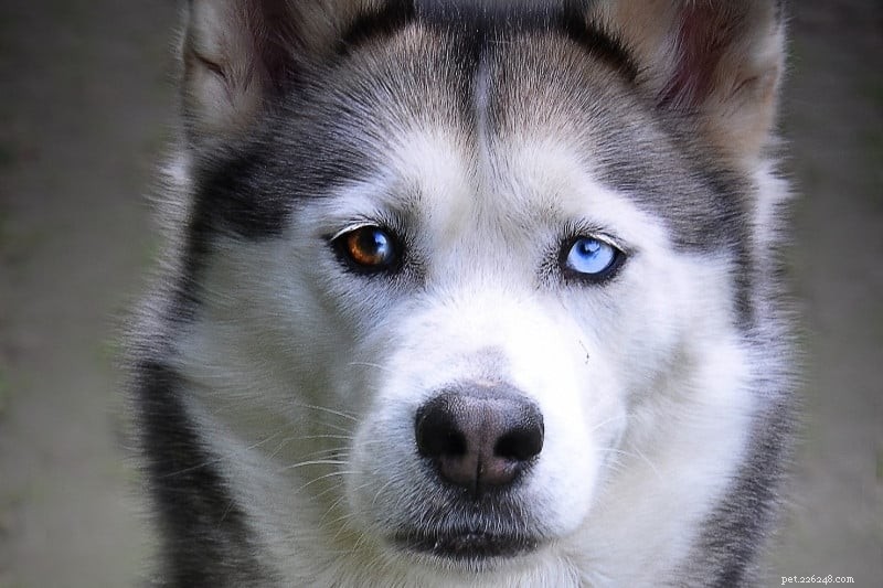 Siberian Husky Eye Colors: Complete Guide with Images