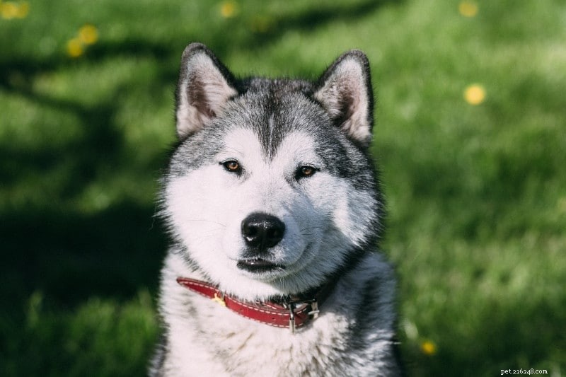 Siberian Husky Eye Colors: Complete Guide with Images
