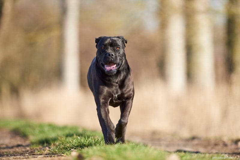 The Complete Guide to Cane Corso Coat Colors – Trusted Insights