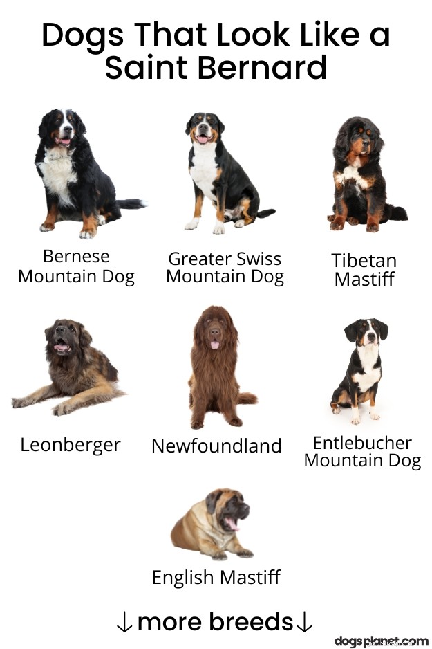 13 Large Dog Breeds Resembling Saint Bernard — Illustrated Guide