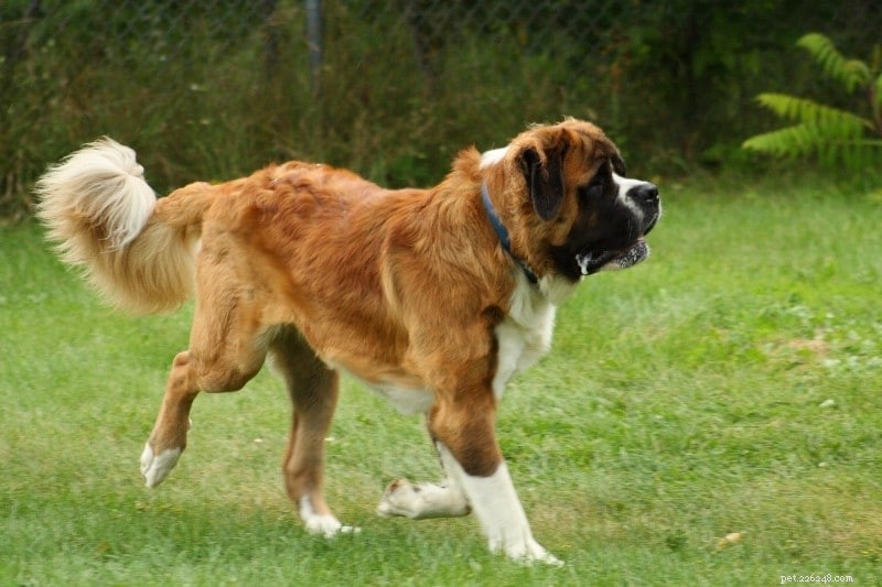 13 Large Dog Breeds Resembling Saint Bernard — Illustrated Guide