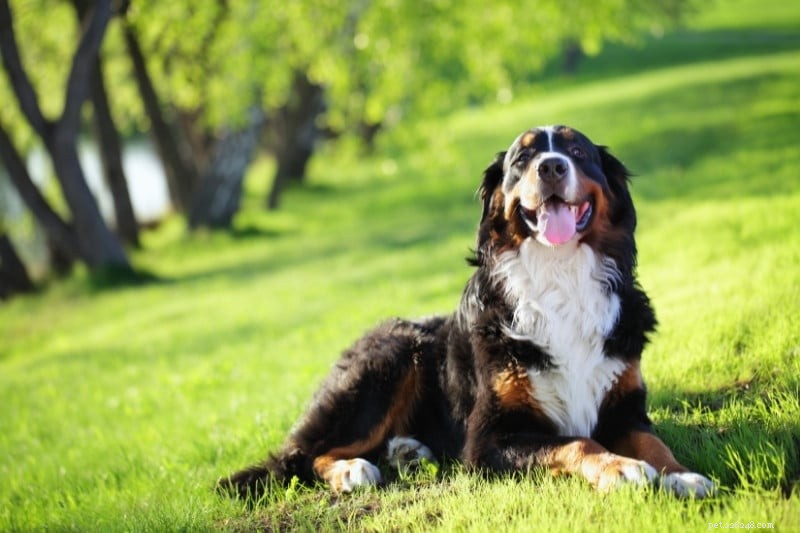 13 Large Dog Breeds Resembling Saint Bernard — Illustrated Guide