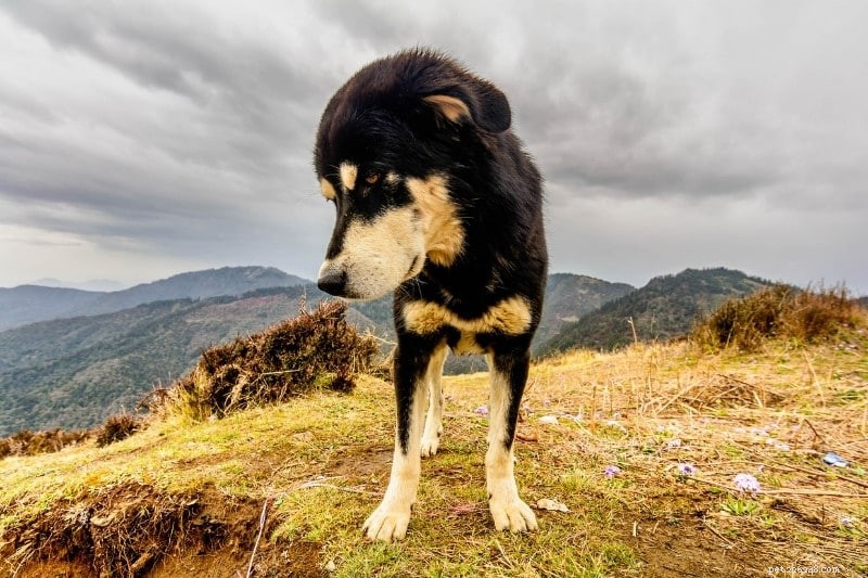 13 Large Dog Breeds Resembling Saint Bernard — Illustrated Guide
