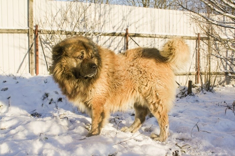 13 Large Dog Breeds Resembling Saint Bernard — Illustrated Guide