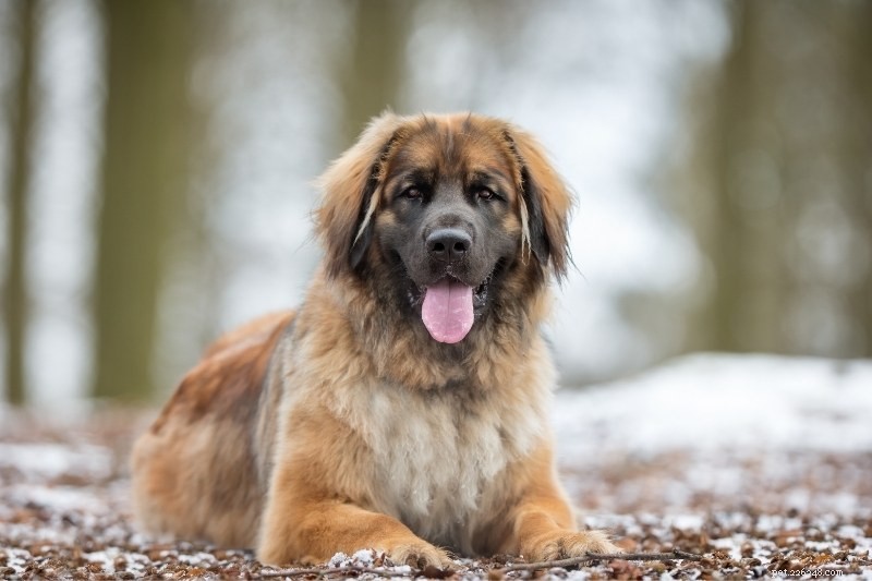 13 Large Dog Breeds Resembling Saint Bernard — Illustrated Guide