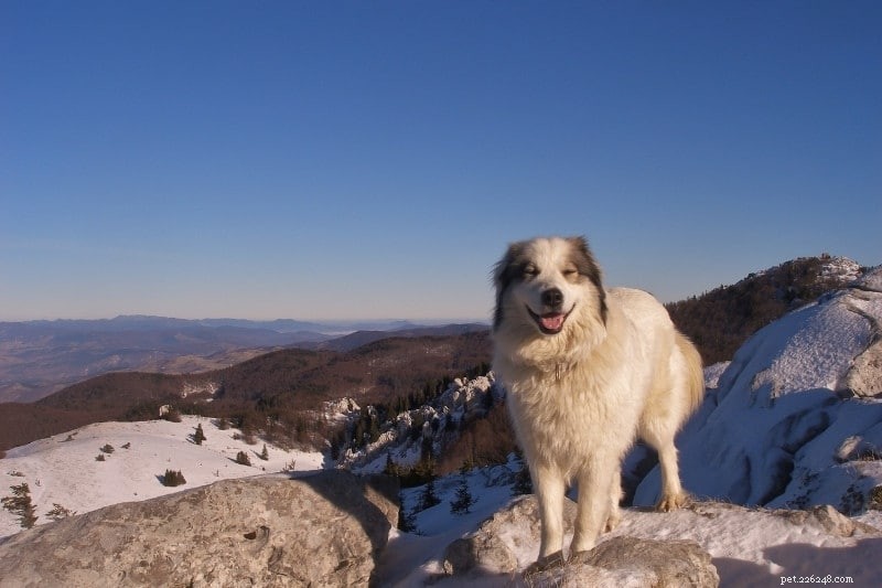 13 Large Dog Breeds Resembling Saint Bernard — Illustrated Guide