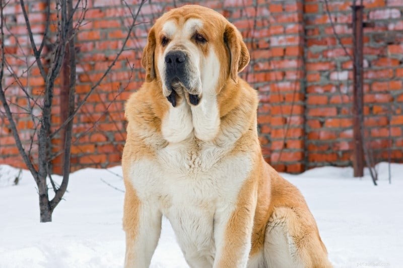 13 Large Dog Breeds Resembling Saint Bernard — Illustrated Guide