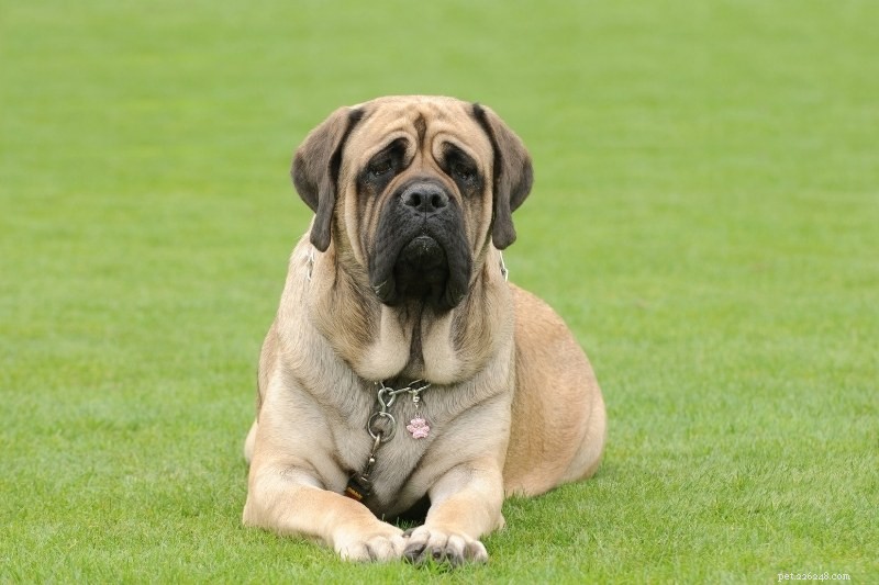 13 Large Dog Breeds Resembling Saint Bernard — Illustrated Guide